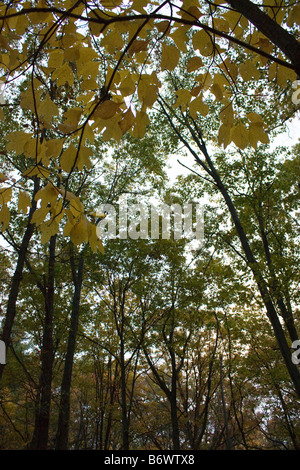 Jusqu'à la forêt d'automne à avec feuilles jaunes à l'avant-plan Banque D'Images