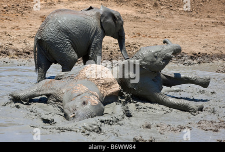 Afrique, Kenya, Masai Mara, district de Narok. La fin de l'après-midi la lumière dans le Masai Mara National Reserve du sud du Kenya. Banque D'Images