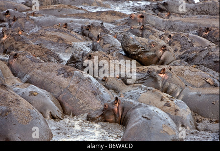 La Tanzanie, le Parc National de Katavi. Les hippopotames se vautre dans la boue dans la rivière Katuma dans le Parc National de Katavi Banque D'Images