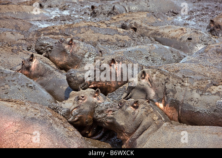 La Tanzanie, le Parc National de Katavi. Les hippopotames se vautre dans la boue dans la rivière Katuma dans le Parc National de Katavi Banque D'Images