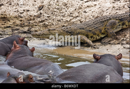 La Tanzanie, le Parc National de Katavi. Regarder un crocodile hippopotames glissent dans la rivière Katuma. Banque D'Images