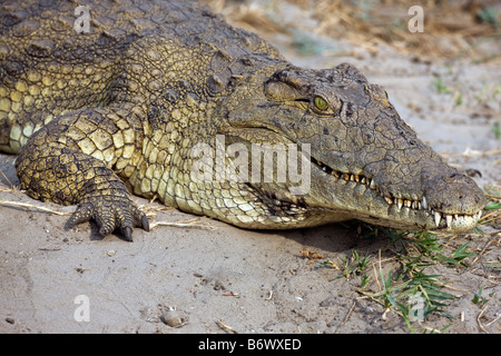 La Tanzanie, le Parc National de Katavi. Un grand crocodile du Nil généraux à l'égard de la rivière Katuma. Banque D'Images