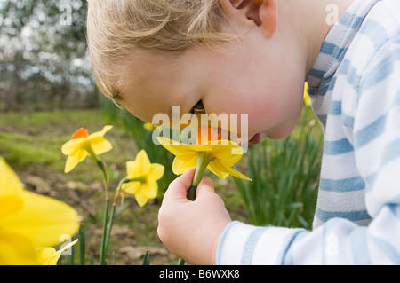 L'odeur de l'enfant daffodil Banque D'Images