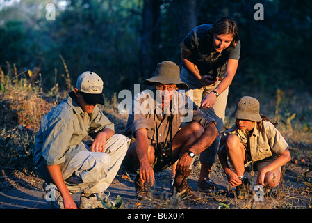 La Zambie, le parc national de South Luangwa. Robin Pape dit bien des pistes d'animaux au cours d'une visite guidée à pied de jeu sur une famille safari. Banque D'Images