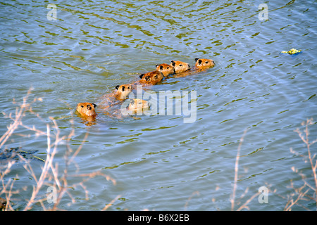 Famille de capybaras Hydrochoerus hydrochaeris traverse un ruisseau Miranda Pantanal Mato Grosso do Sul, Brésil Banque D'Images