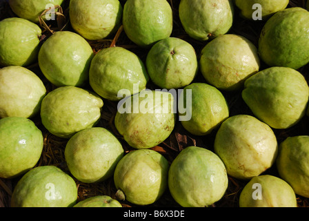 Pour les fruits de goyave (Psidium guajava) vente Banque D'Images