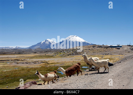 Lamas, Pomerade et volcans Parinacota, Parc National Lauca, Andes, Chili Banque D'Images