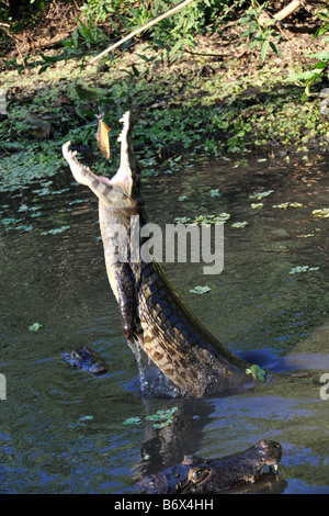 Pantanal caiman Caiman crocodilus yacare bondit hors de l'eau et mange un piranha Pygocentrus piraya du Pantanal, Brésil Banque D'Images