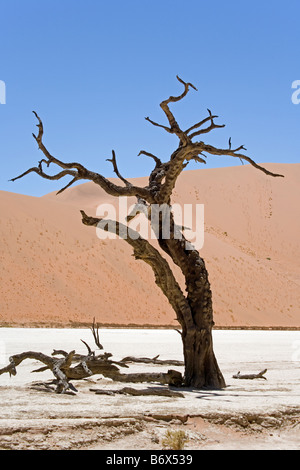 Les restes d'arbres séchés dans le paysage desséché maintenant de Dead Vlei en Namibie Banque D'Images