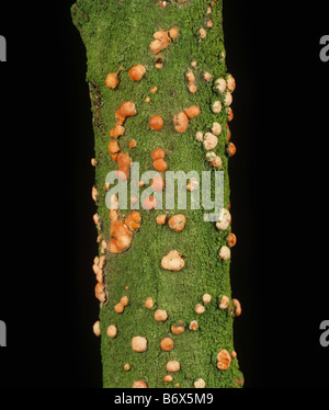 Corallienne (Nectria cinnabarina) corps de fructification rose, périthécia, de champignon saprophytique sur bois d'orme mort Banque D'Images