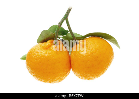 Mandarines pour la célébration du Nouvel an chinois et de décoration sur fond blanc Banque D'Images