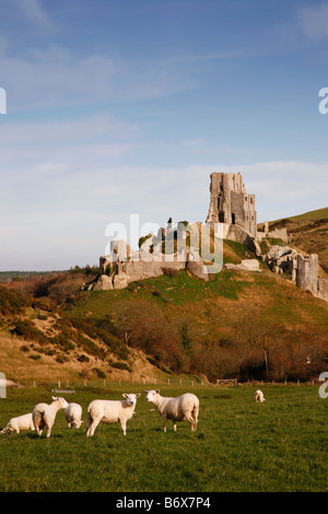 Des moutons paissant dans un champ près de Corfe Castle en automne Banque D'Images