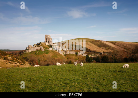 Des moutons paissant dans un champ près de Corfe Castle en automne Banque D'Images