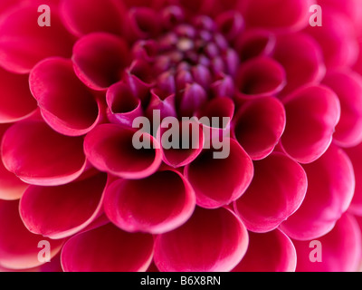 Close up of pink flower dahlia full frame Banque D'Images
