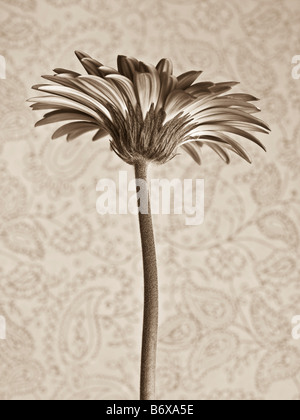 Close up de Gerbera daisy avec le papier peint en arrière-plan Banque D'Images