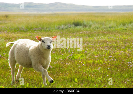 Moutons Texel qui traverse un paysage ouvert Banque D'Images