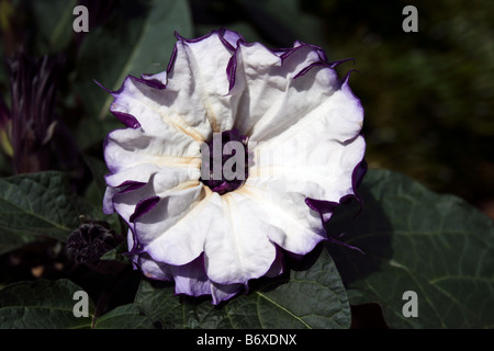 Close-up de Datura metel, communément connu sous le nom de Angel's Trumpet ou trompette du diable, en Floride. Banque D'Images