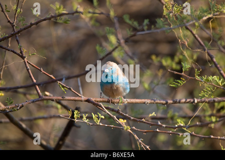 Blue Waxbill dans Bush, Onguma, Namibie Banque D'Images