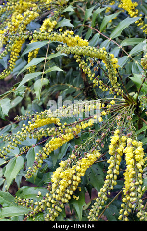 MAHONIA X MEDIA CHARITY EN DÉCEMBRE Banque D'Images