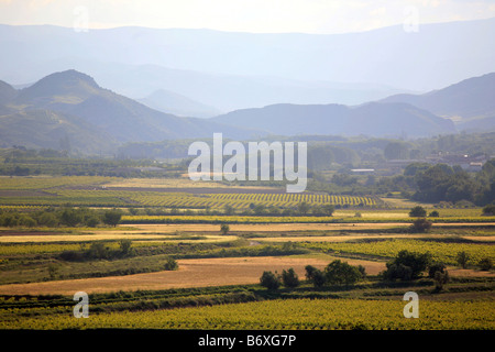 Navarra vignes au printemps, Fitero, Navarre, Espagne Banque D'Images