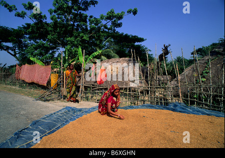 Inde, Bengale occidental, Sunderbans, récolte du riz Banque D'Images