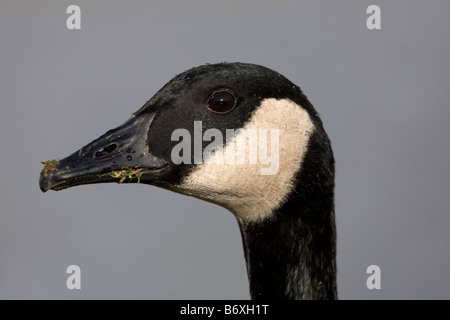 Bernache du Canada Branta canadensis le pâturage Banque D'Images