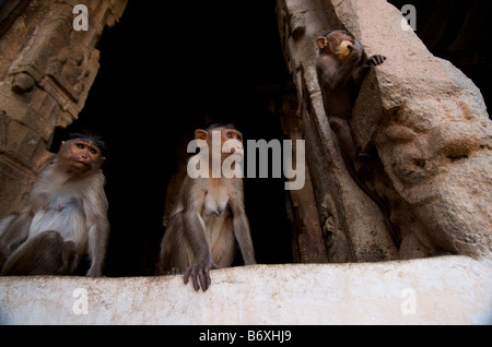 Un groupe de singes femelles en regardant les singes mâles en prévision dans leur lutte contre l'écart d'une autre carte de singes à Hampi, Inde Banque D'Images
