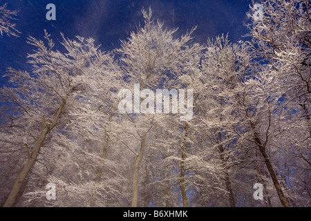 La neige dans les arbres, des bois par Liepnitzsee, Wandlitz, Barnim, Brandenburg, Allemagne Banque D'Images