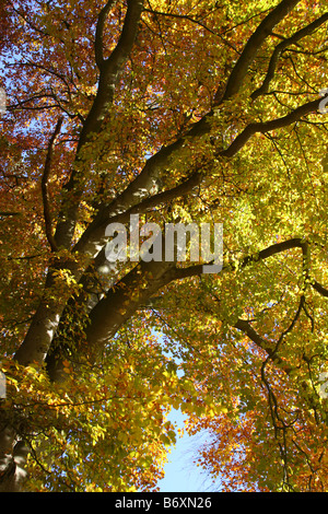 Hêtre en automne Banque D'Images