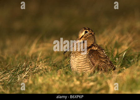 Woodcock assis dans champ de pâturage (paysage) Banque D'Images