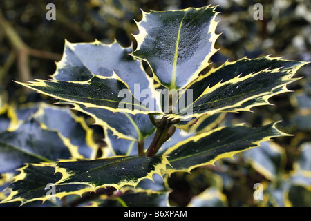 ILEX AQUIFOLIUM RUBRICAULIS AUREA Banque D'Images