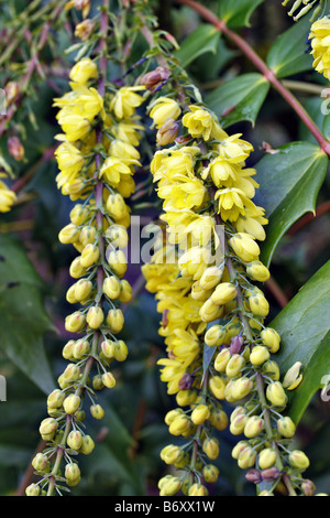 MAHONIA X MEDIA CHARITY EN DÉCEMBRE Banque D'Images