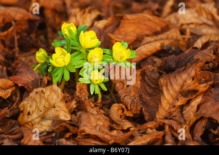 Eranthis hyemalis Aconit d'hiver Banque D'Images