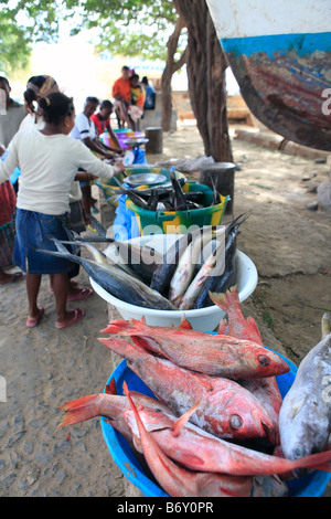 Iles du Cap Vert Boa vista sal rei femmes vendant du poisson Banque D'Images