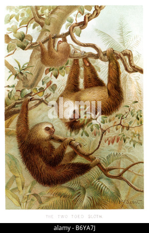 Deux orteils, le paresseux paresseux vivant composé de six espèces de mammifères de taille moyenne qui vivent en Amérique centrale et du Sud appartenant t Banque D'Images