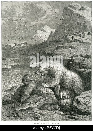 Le morse et l'ours polaire (Ursus maritimus) prédateur carnivore de l'Océan Arctique Banque D'Images