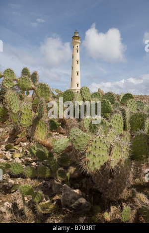 Figuiers de Barbarie Thon et Phare California, wentiana (Opuntia), Aruba, Antilles néerlandaises Banque D'Images