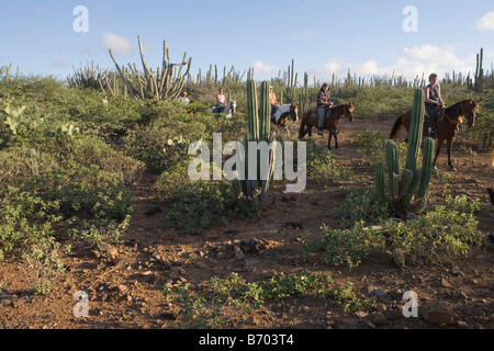 L'équitation à travers les champs de cactus, Rancho Notorious, Aruba, Antilles néerlandaises Banque D'Images