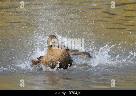 Eider à duvet (Somateria molissima éclaboussures femelle echelle lave Slimbridge UK Banque D'Images