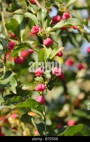 L'arbre de fusée Euonymous europaeus montrant fruits Oxfordshire UK Banque D'Images