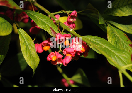 L'arbre de fusée Euonymous europaeus montrant des fruits mûrs Oxfordshire UK Banque D'Images