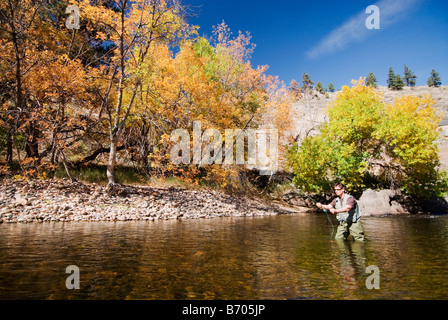 Un homme pêche à la mouche dans la cache la poudre River à l'automne près de Fort Collins, Colorado. Banque D'Images