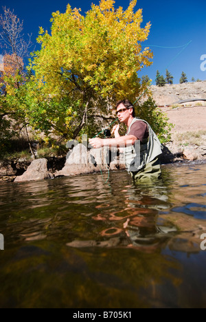 Un homme pêche à la mouche dans la cache la poudre River à l'automne près de Fort Collins, Colorado. Banque D'Images