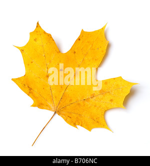 Feuille d'érable jaune sur fond blanc Banque D'Images