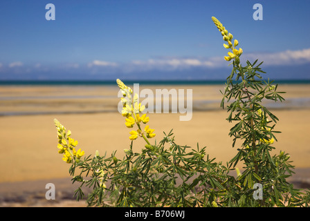 Arbre jaune Lupin, Lupinus arboreus, près de Plage de Marahau, île du Sud, Nouvelle-Zélande. Banque D'Images