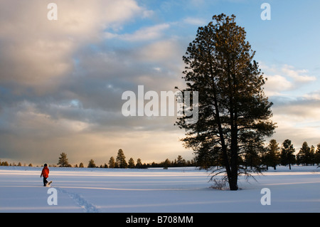 Une jeune femme en raquettes à neige fraîchement tombée au coucher du soleil dans la région de Flagstaff, Arizona. Banque D'Images