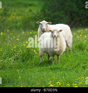 Moutons dans le champ de pissenlit Banque D'Images