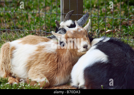 Deux chèvres bébé sieste nichés dans la basse-cour, à Shirley Plantation Charles City en Virginie Banque D'Images