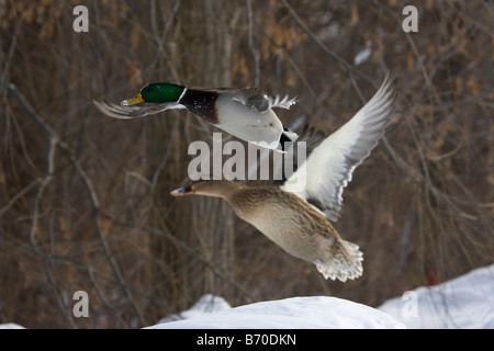 Une paire de canards colverts en vol, l'homme et de la femme. Banque D'Images