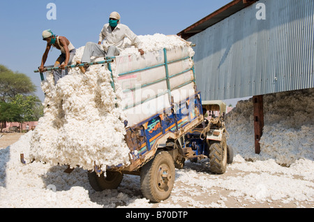 L'INDE, le Madhya Pradesh, Indore , l'usine d'égrenage Mahima pour le commerce équitable et le coton biologique, le coton brut d'agriculteur avec tracteur Banque D'Images